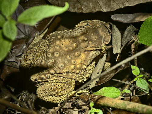 Asian Common Toad