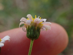Felicia erigeroides