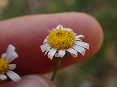 Felicia erigeroides