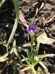 Githopsis specularioides