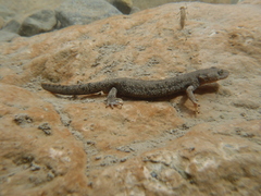 Calotriton asper