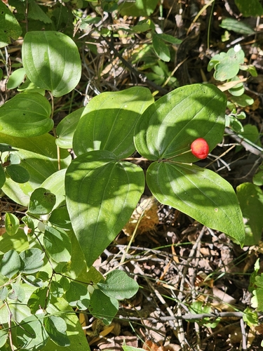 rough-fruited fairybells