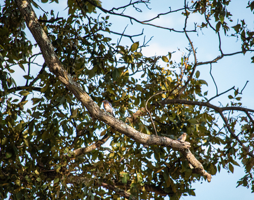 Eastern Bluebird