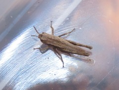 Acrididae