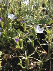 Githopsis specularioides