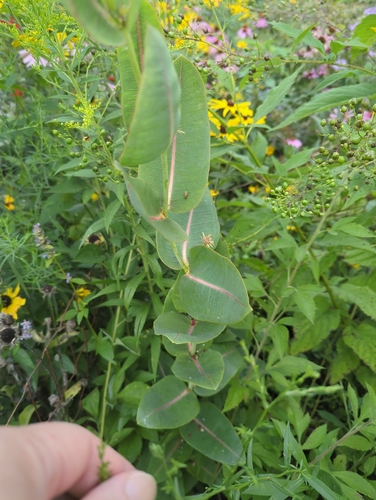 Asclepias sullivantii, photograph 5