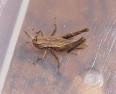 Acrididae