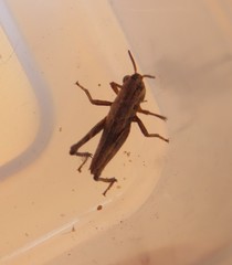 Acrididae