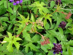 Filipendula multijuga