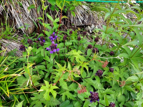 Filipendula multijuga, photograph 1
