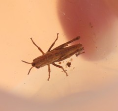 Acrididae