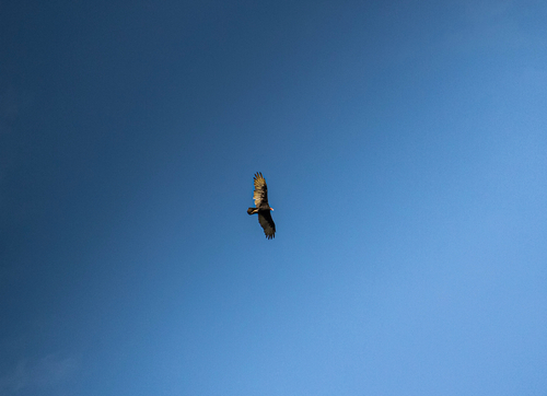 Turkey Vulture