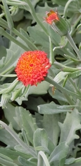 Kleinia fulgens