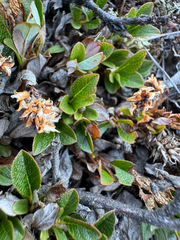 Salix uva-ursi, photograph (c) Ida B D Jacobsen, some rights reserved (CC BY)