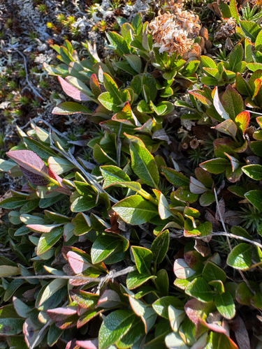 Salix uva-ursi