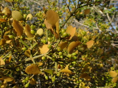 Viscum rotundifolium