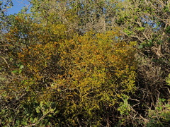 Viscum rotundifolium