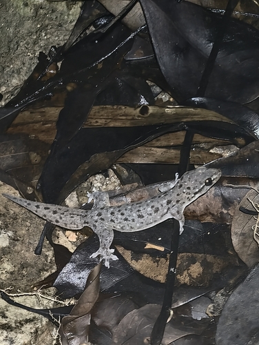 Common Four-clawed Gecko