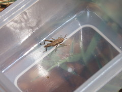 Acrididae