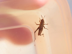 Acrididae