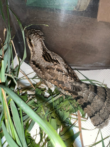 Eurasian Wryneck