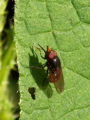Rhingia rostrata