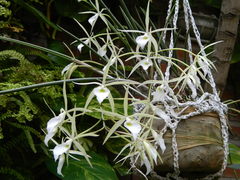 Brassavola