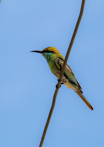 Asian Green Bee-eater