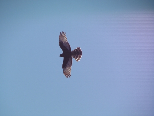 iNaturalist image
