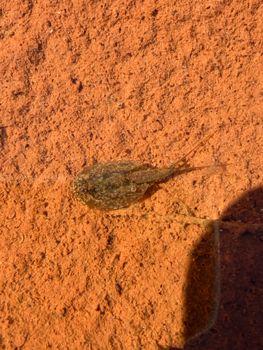 Triops longicaudatus observed 2026-08-21