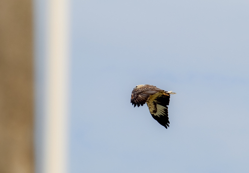 White-bellied Sea-Eagle