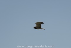 Circaetus beaudouini