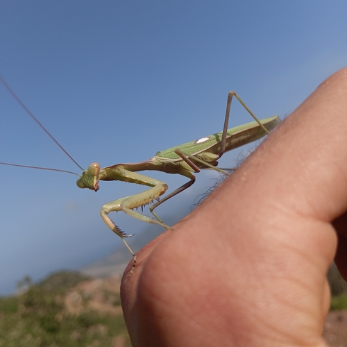 Giant African Mantis