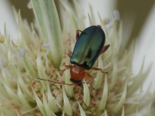 Luperaltica semiflava