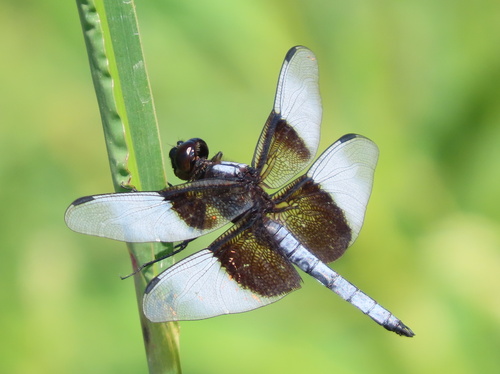 Widow Skimmer