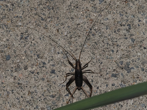 Asian Bell Cricket