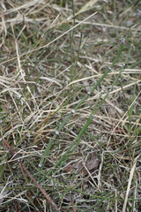 Equisetum × trachyodon