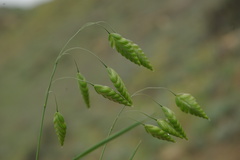 Bromus briziformis