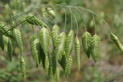 Bromus briziformis