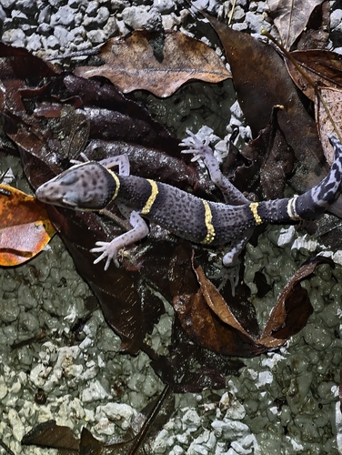 Chinese Cave Gecko