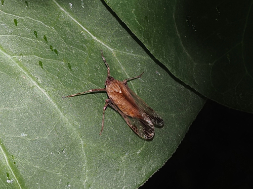 Orthopagus lunulifer