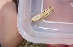 Acrididae
