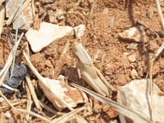 Acrididae
