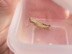 Acrididae