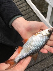 Rutilus rutilus