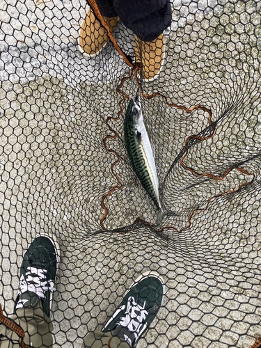 Atlantic Mackerel