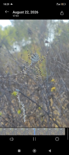 Lobed Argiope