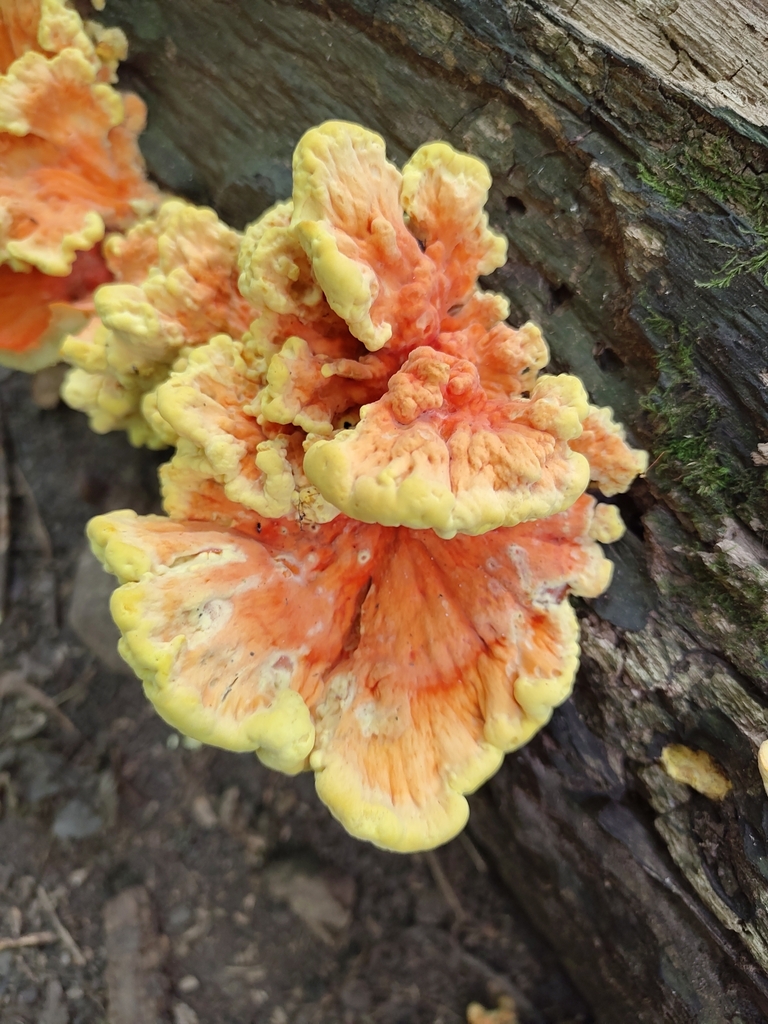 chicken of the woods · August 2026 · photo: Photo: (c) Nick T., some rights reserved (CC BY-SA) · iNaturalist