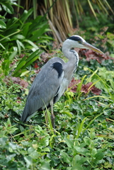 Ardea cinerea