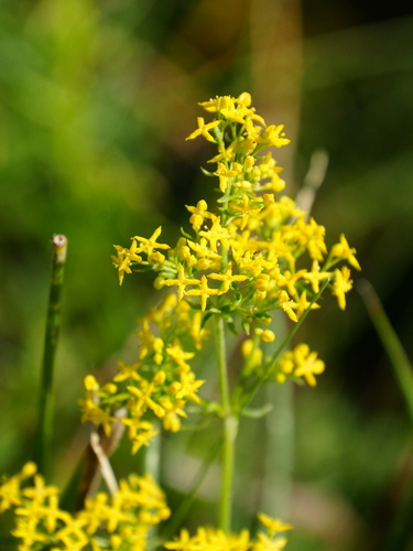 Lady's Bedstraw